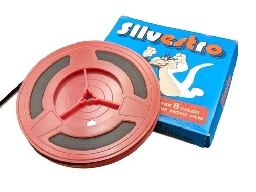 Gatto silvestro - gatto, "silvestro
